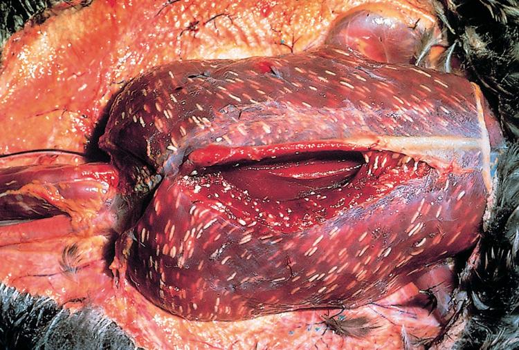 Bird breast with cream-colored cysts