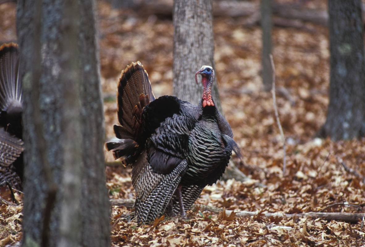 Male wild turkey displaying tail feathers