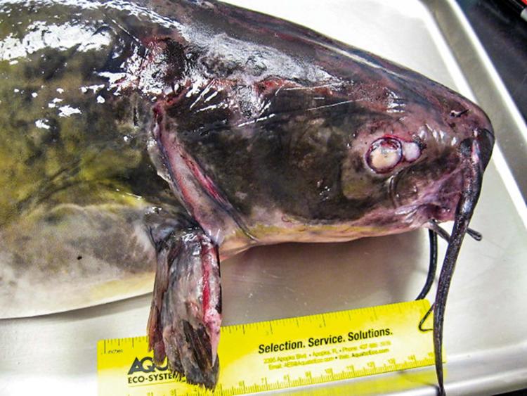 Water mold on skin of a catfish