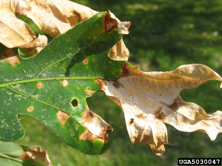 Oak leaf that is becoming brown and crinkly