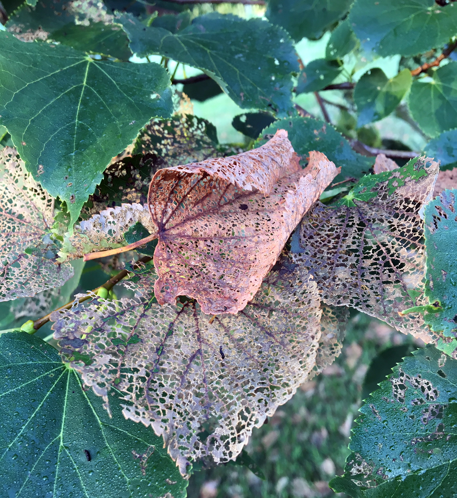 Skeletonized leaves on a basswood tree