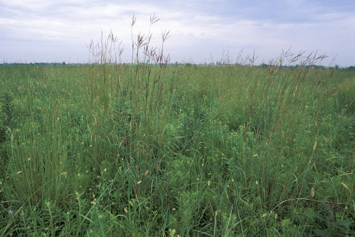 Grassland with a mixture of species of grass