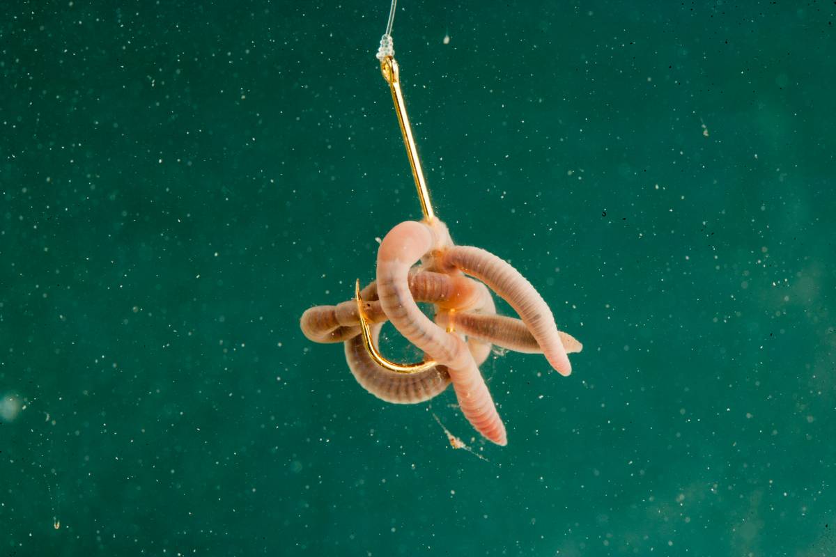 Worm on a fishing hook 