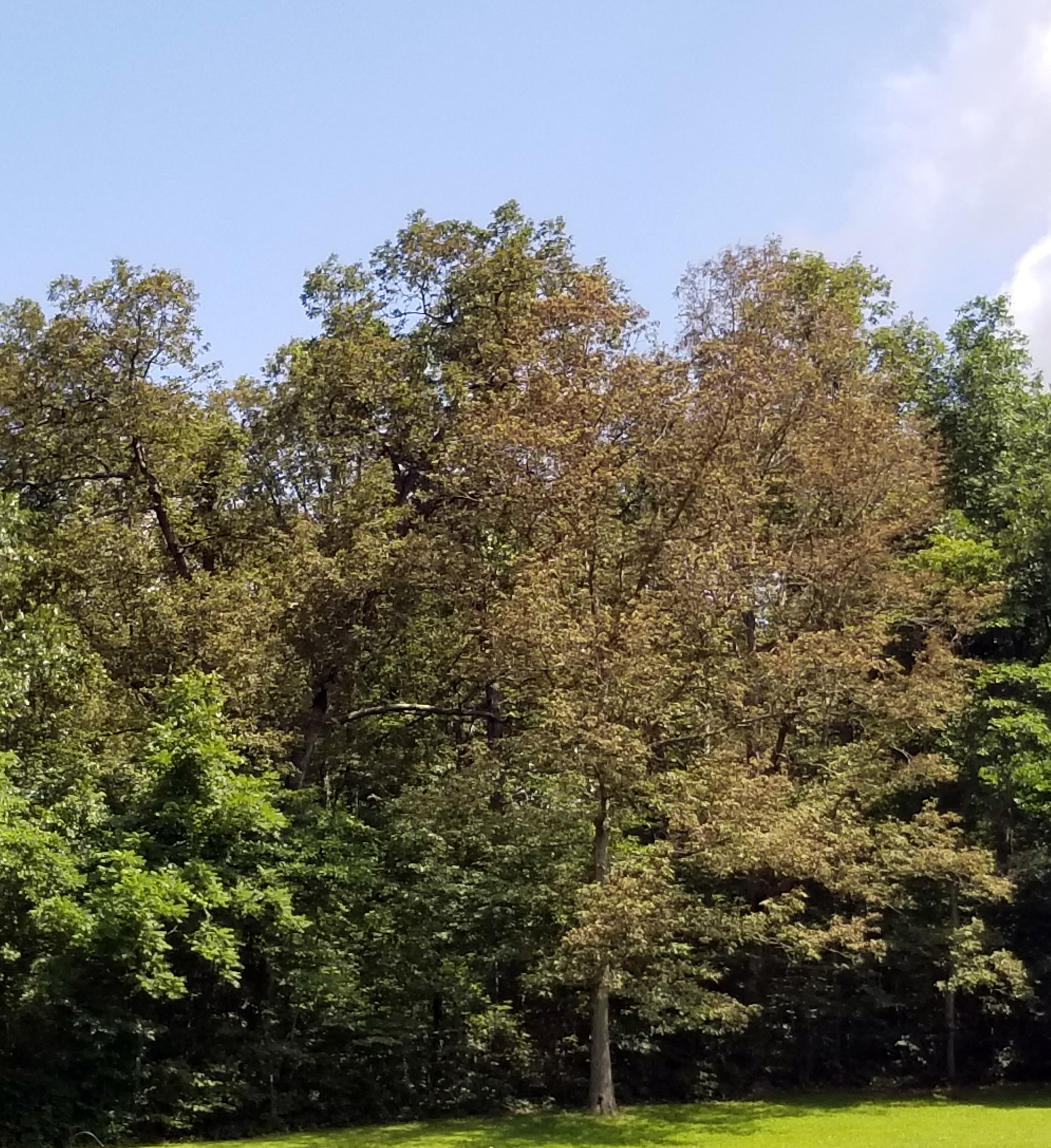 Oak tree with browning leaves
