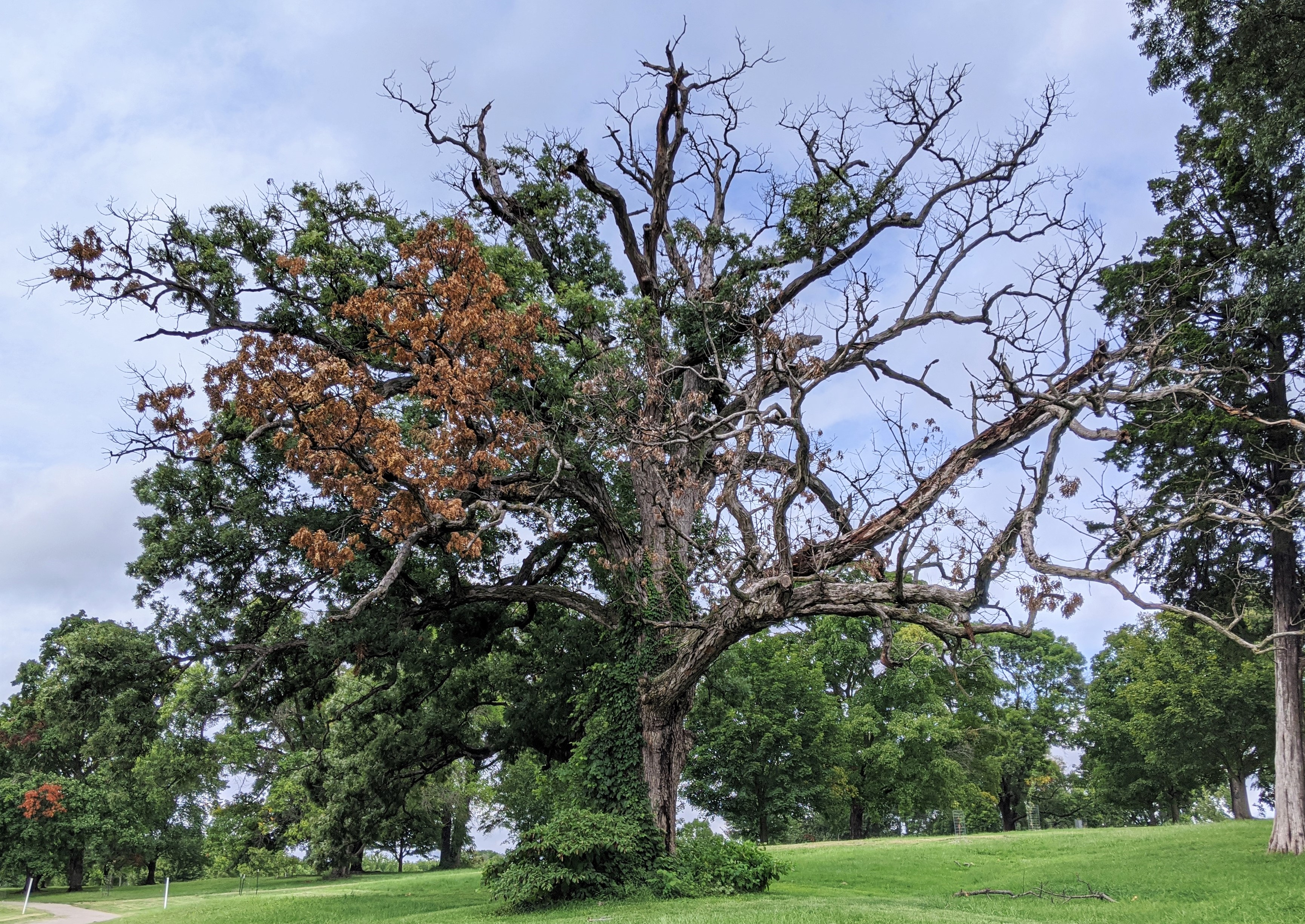 Large tree with mostly bare, dead branches. 