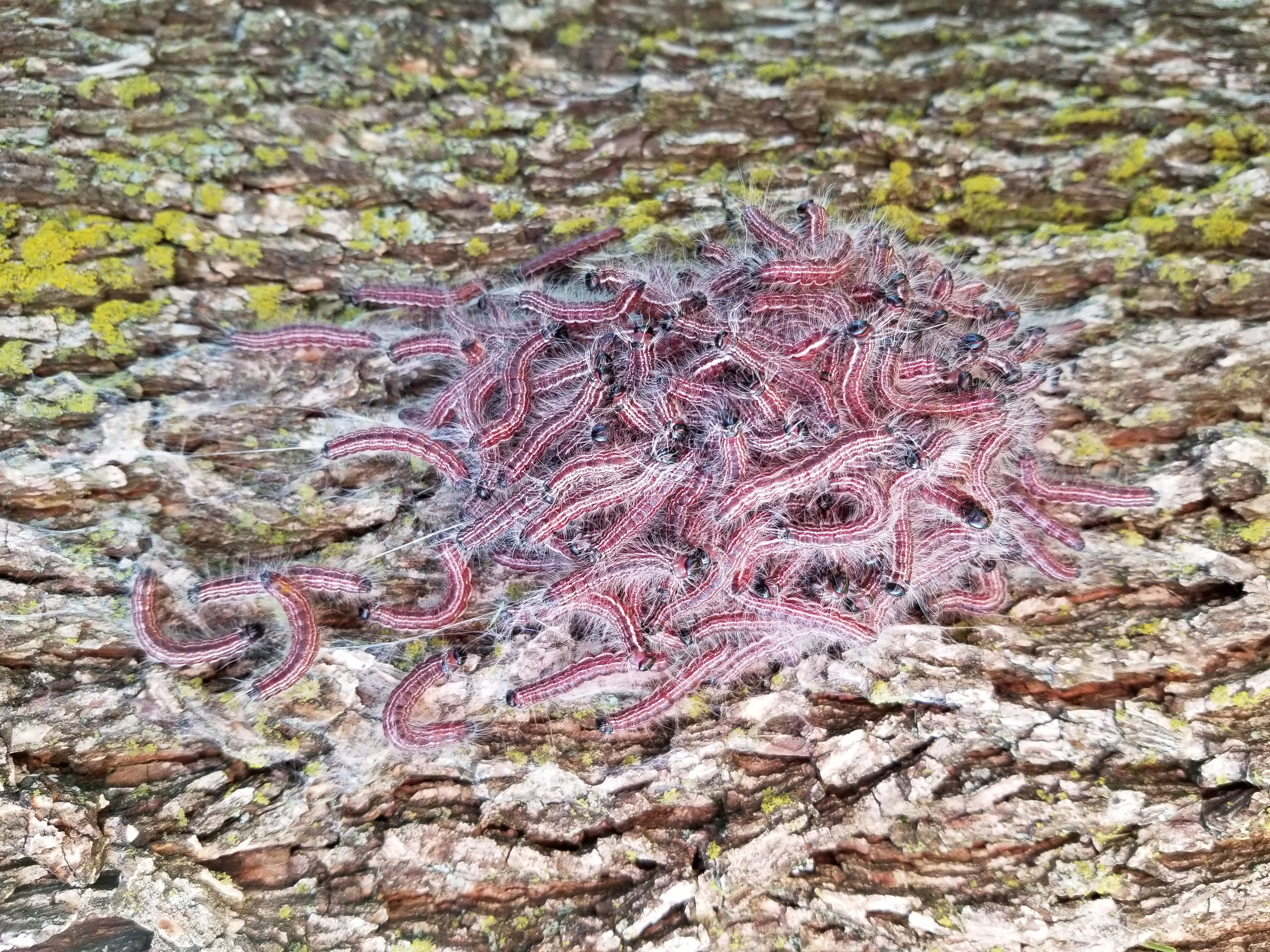 Dozens of walnut caterpillars on the bark of a tree. 
