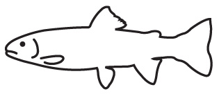 White Ribbon Trout Area