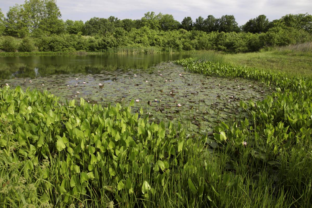 Pond with many plants growing around the edges in shallower water