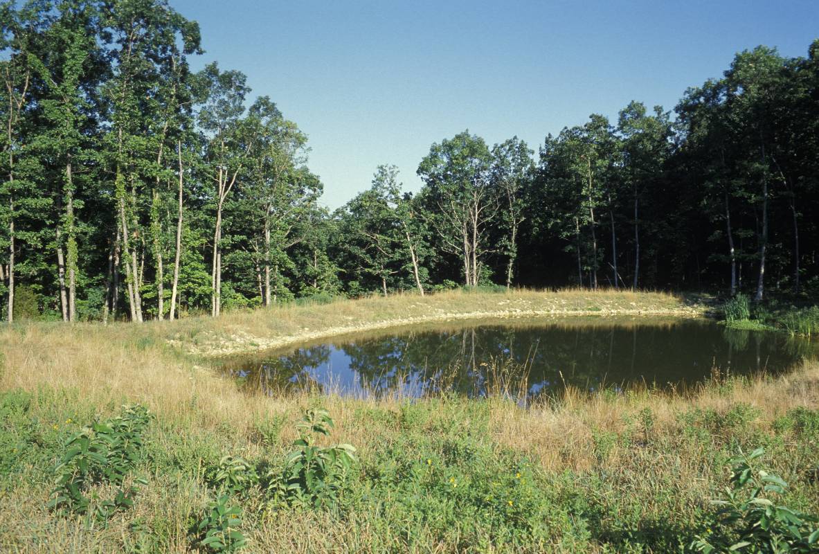 Small pond with little aquatic vegetation