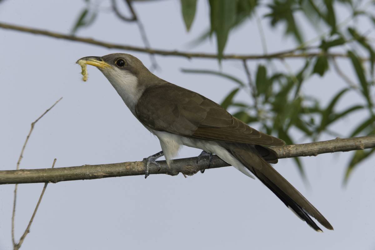 Yellow-billed Cuckoo with caterpillar in beak