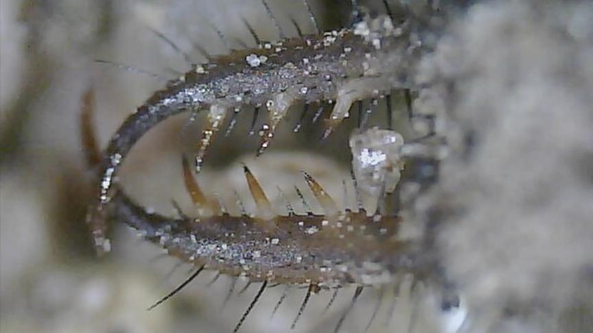 Antlion doodlebug mandibles