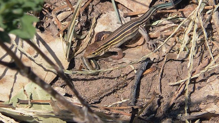 Racerunner versus Armyworm