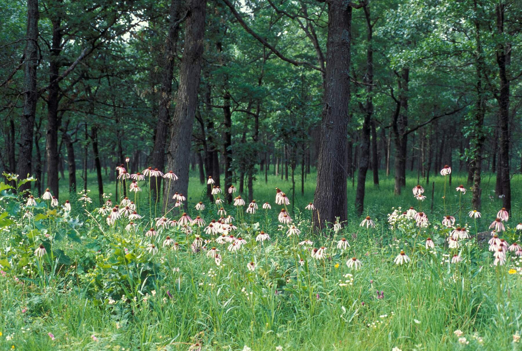 Summer view of Bennett Spring Savanna