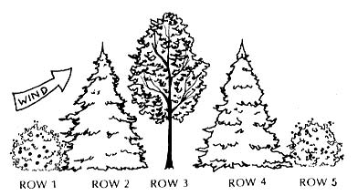 Illustration of windbreak