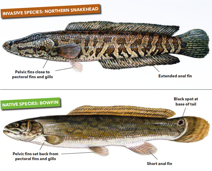 Northern Snakehead and Bowfin
