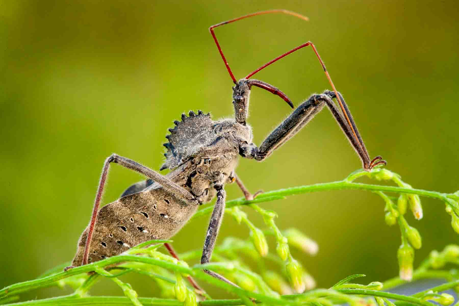 Wheel Bug