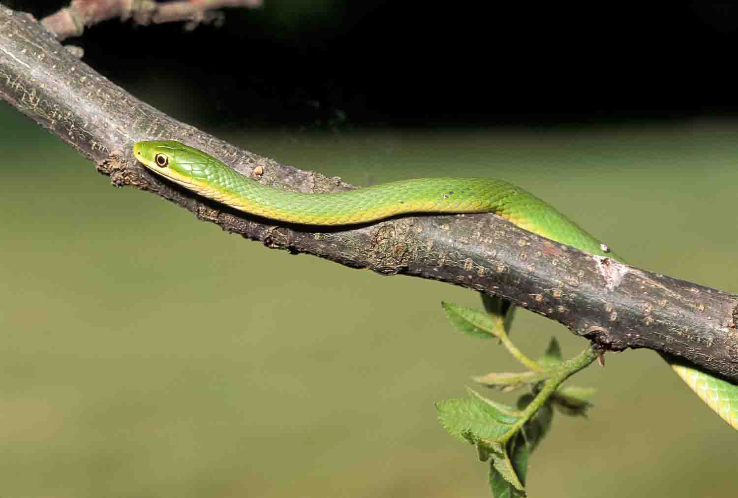 Rough Green Snake