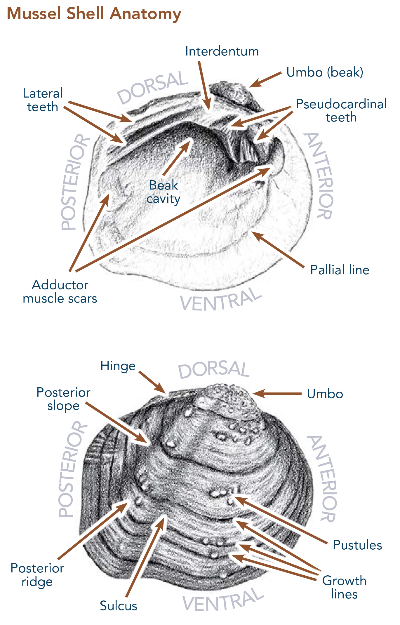 Illustrations of interior and exterior of freshwater mussel, labeled with anatomical and directional terms. From A Guide to Missouri's Freshwater Mussels (2012), p. 12.