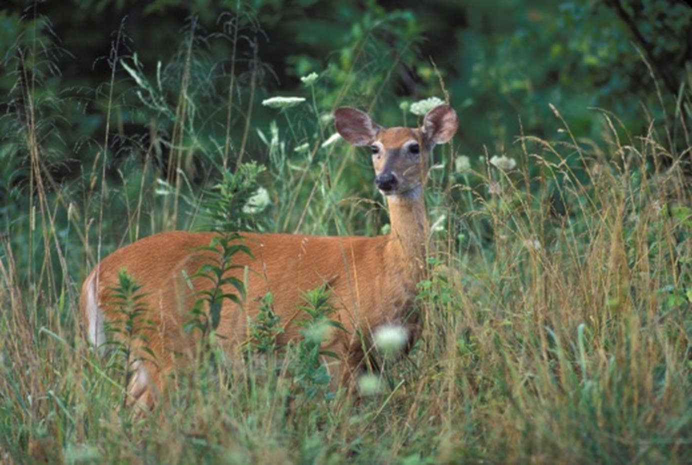 Wildflowers and Whitetails