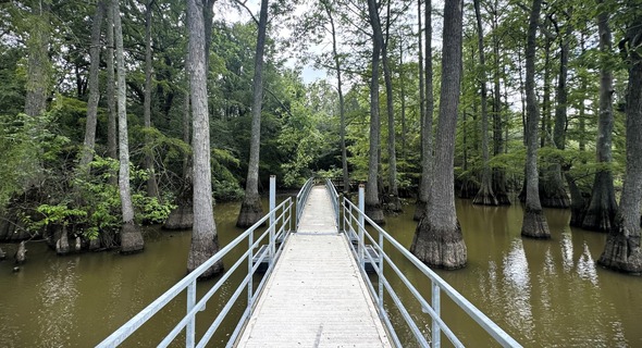 bald cypress trees