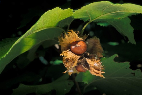 hazelnut