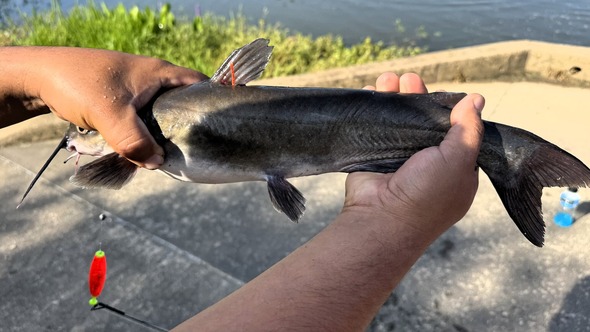 fish
