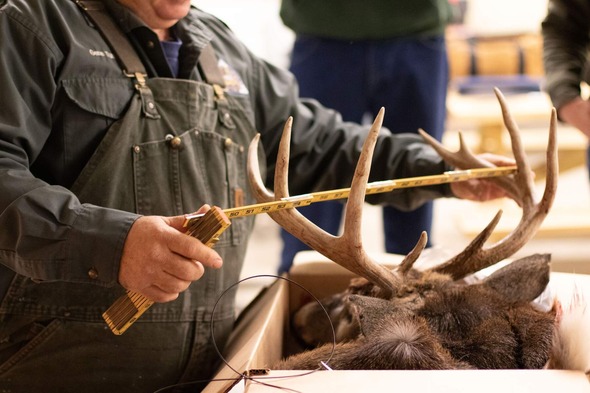 Antler measuring
