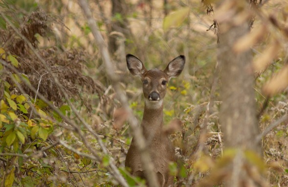 deer