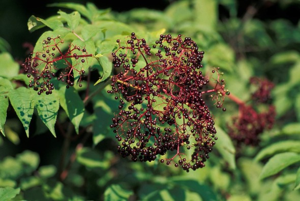 elderberry