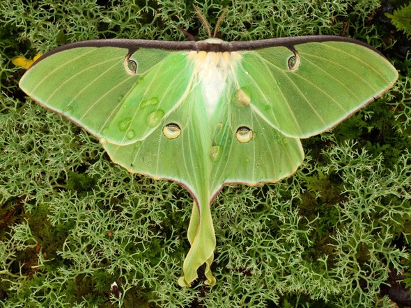 luna moth