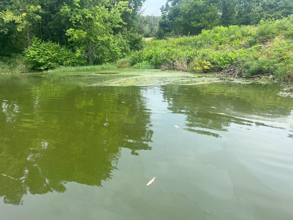 fish kill on Route J Reservoir