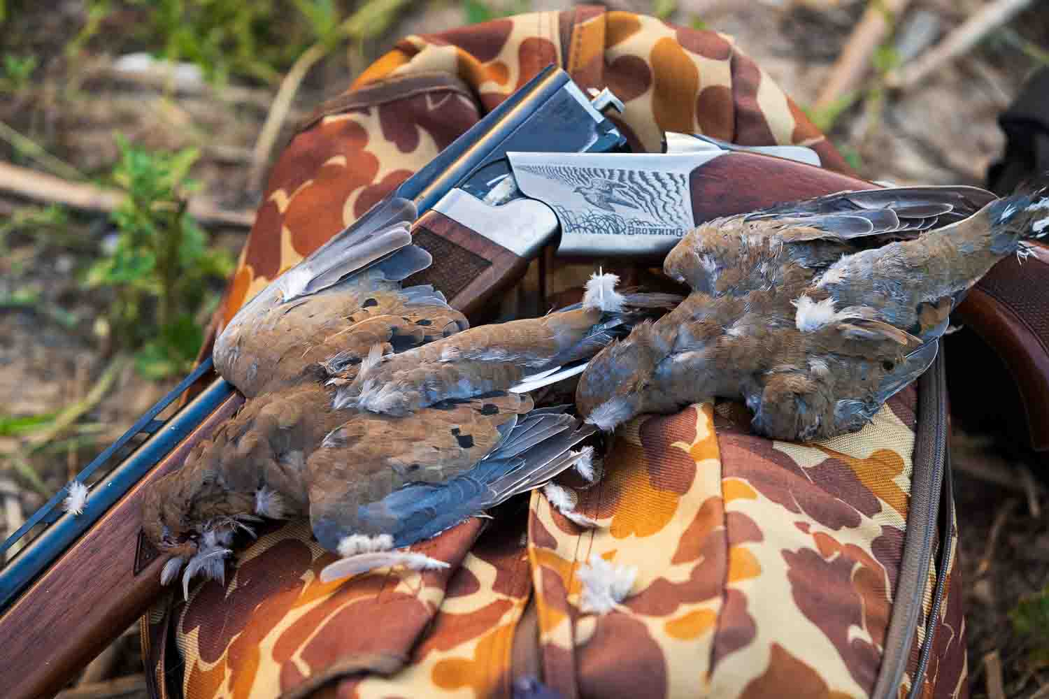 Dove hunting