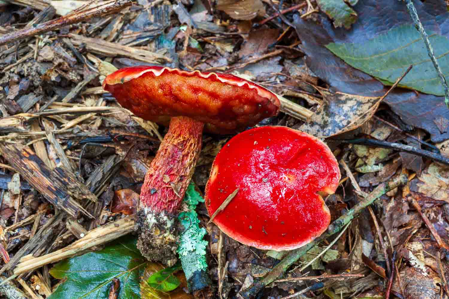 Frost‘s bolete mushroom