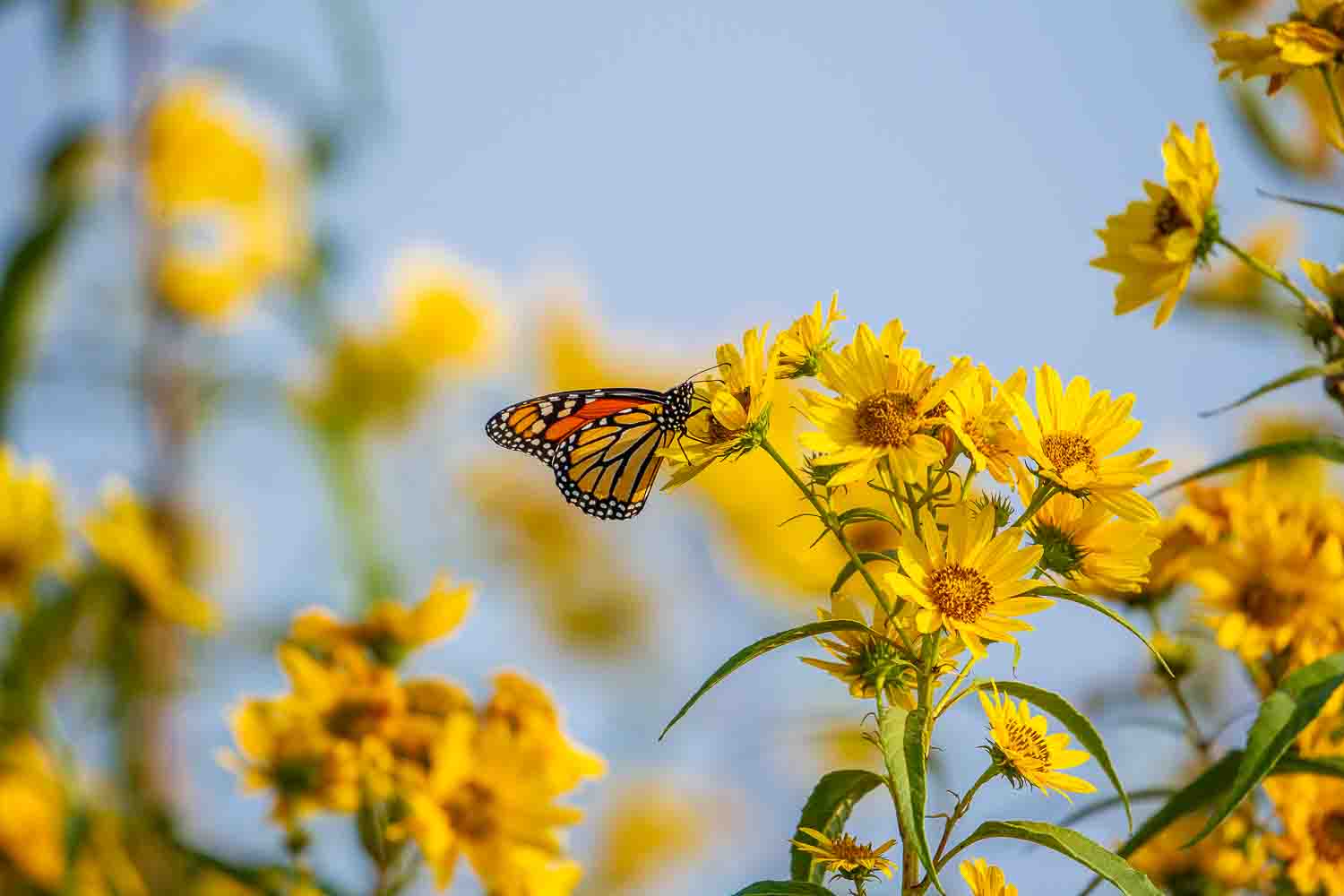 Monarch butterfly on sunflowers