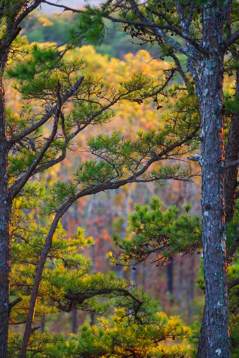 Ozark autumn color
