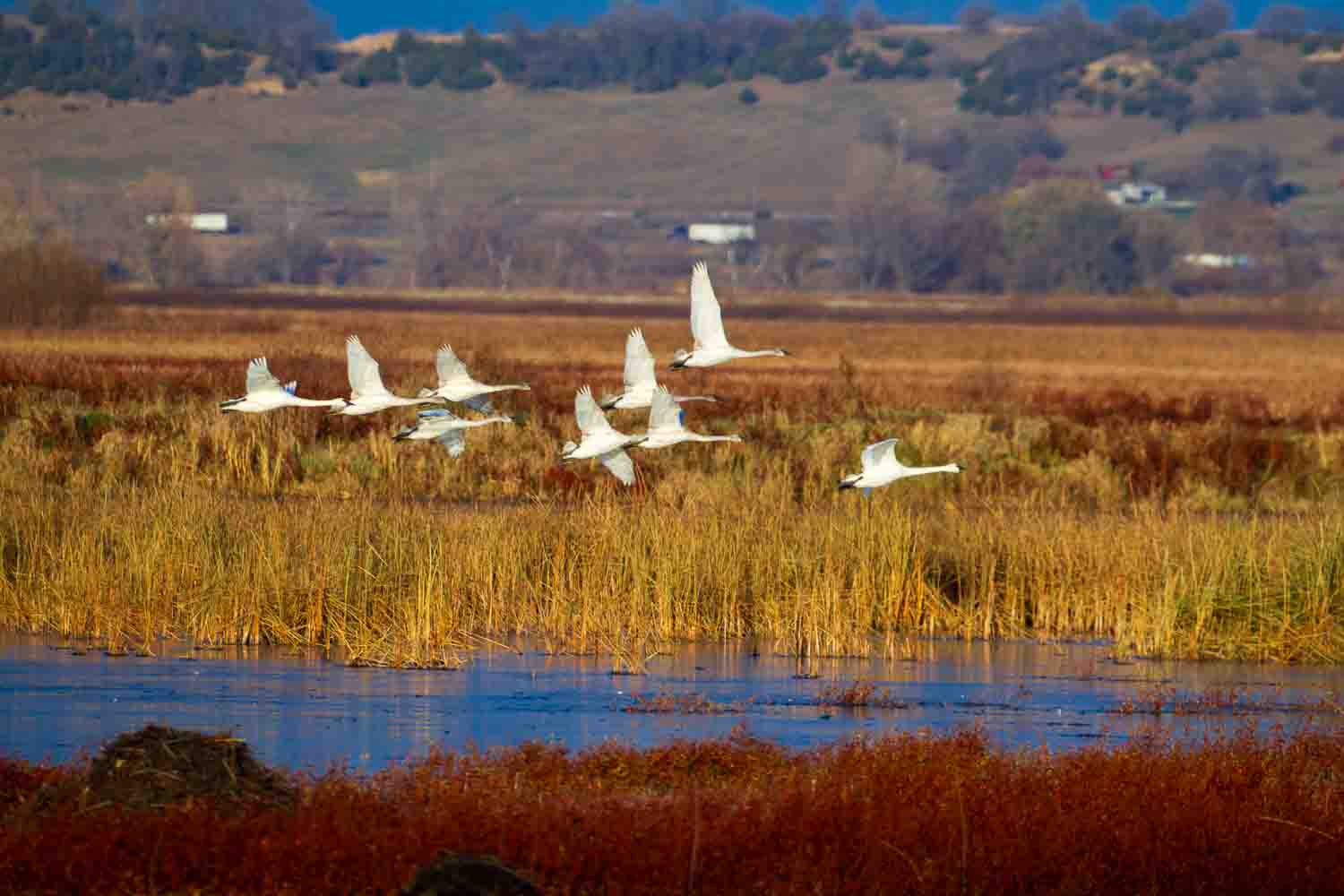 Trumpeter swans at Loess Bluffs National Wildlife Refuge