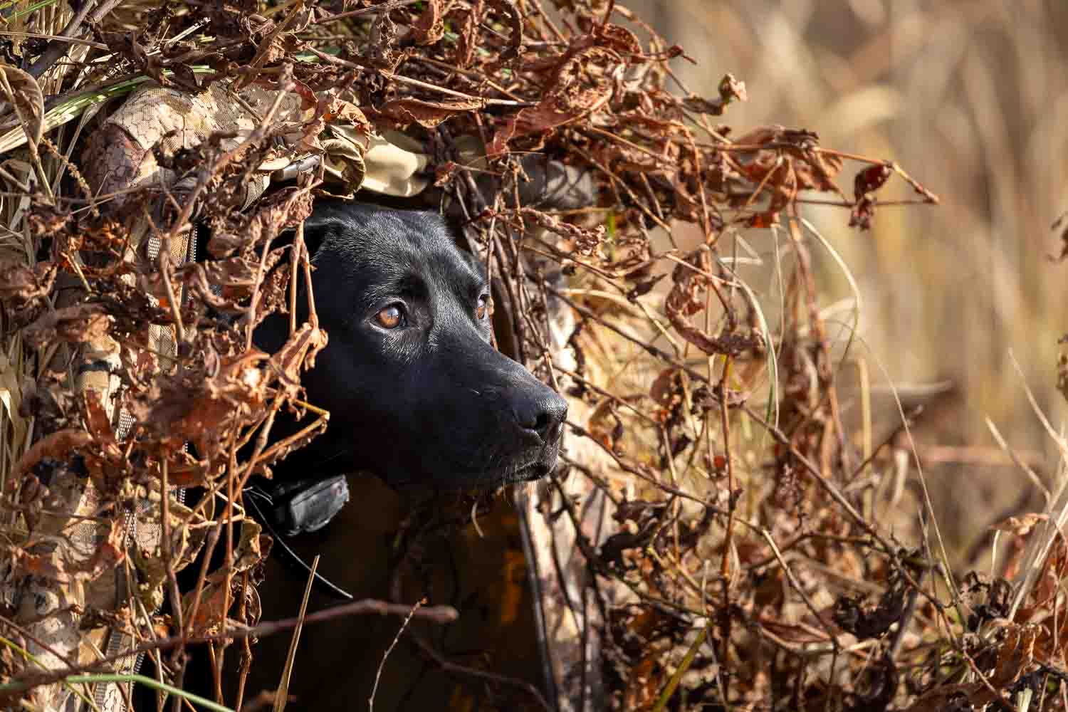 Duck hunt at Fountain Grove Conservation Area