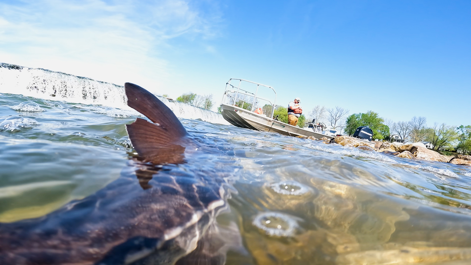 Lake Sturgeon 8