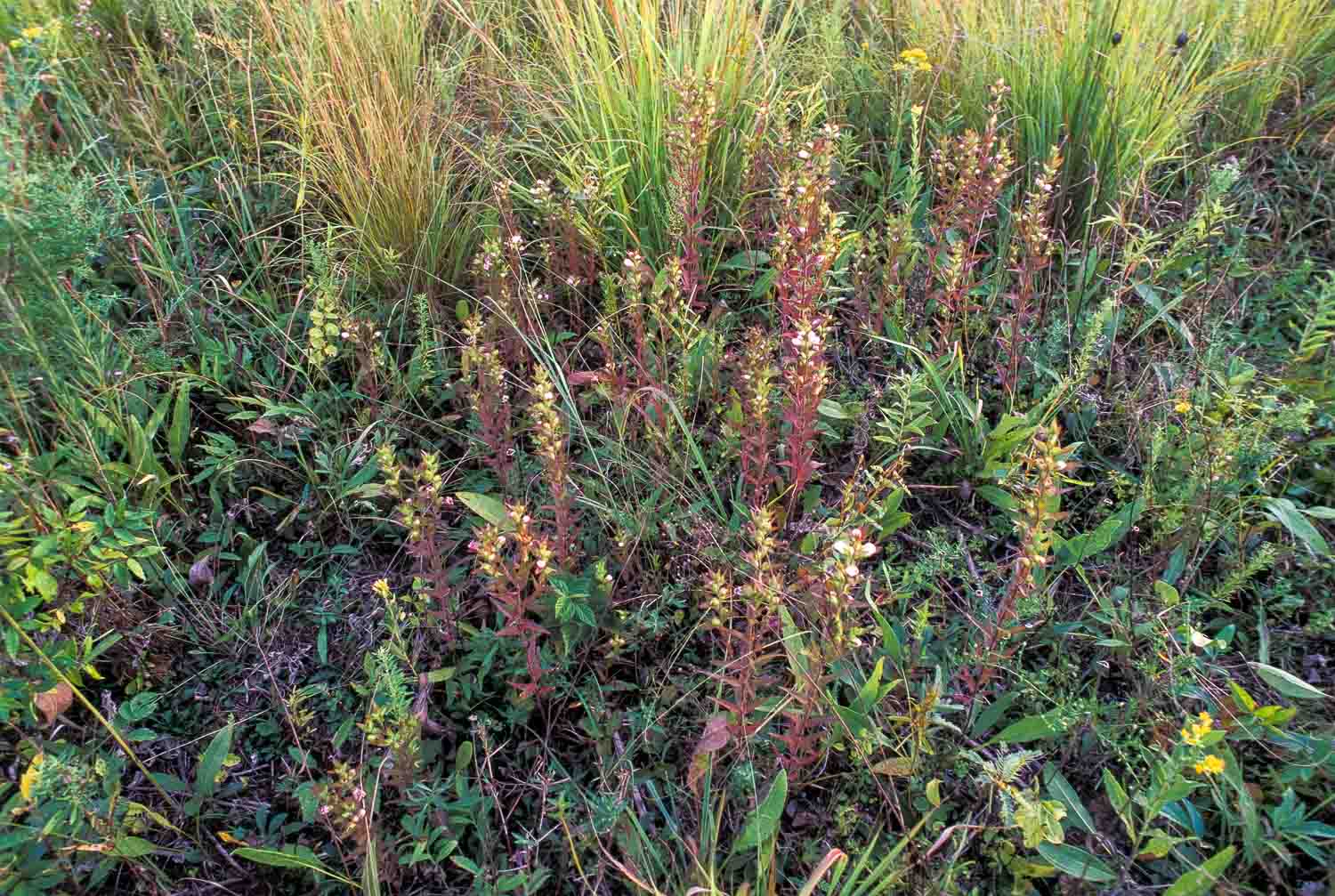 Auriculate False Foxglove