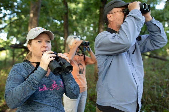 Birders look for birds using binoculars