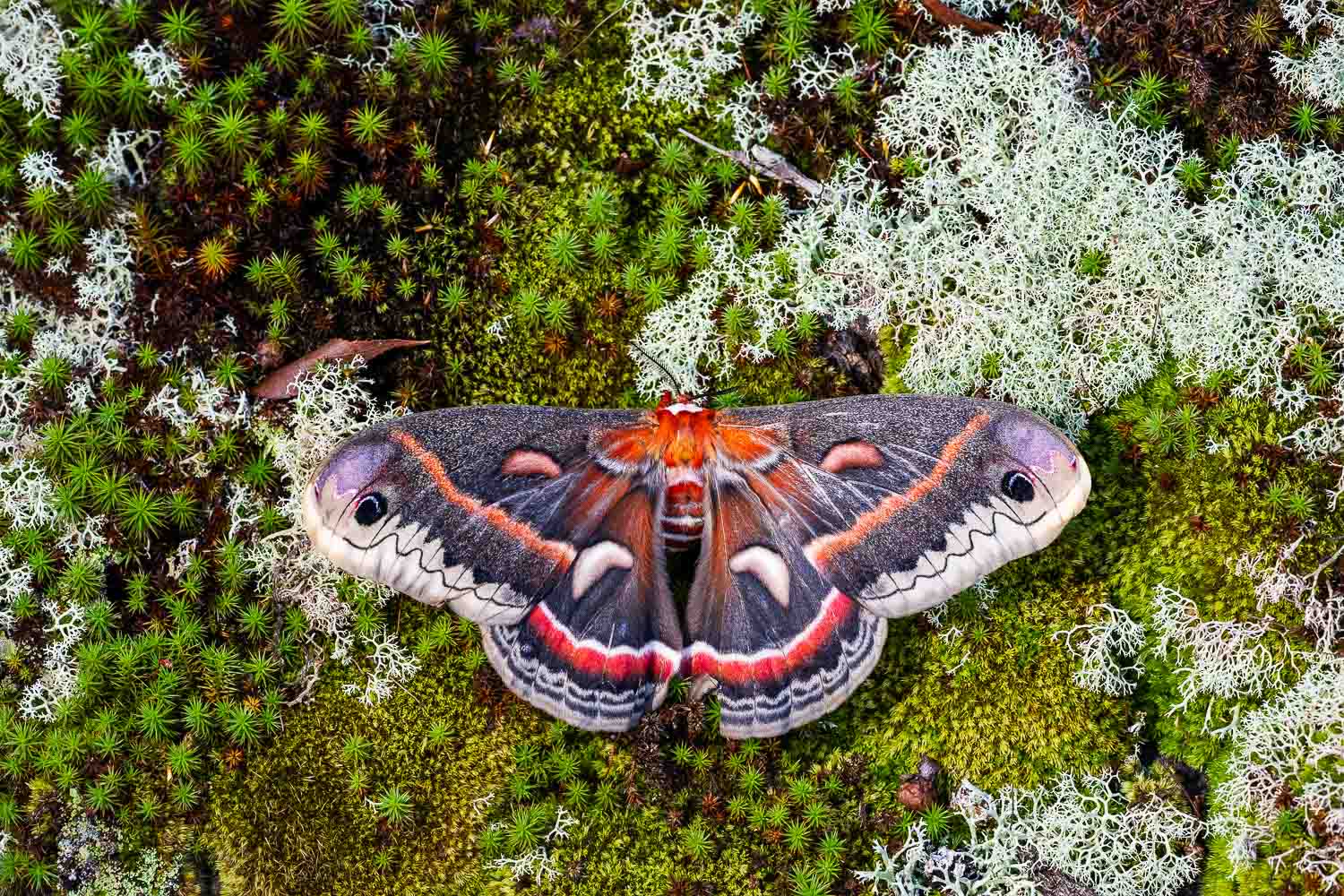 Cecropia moth