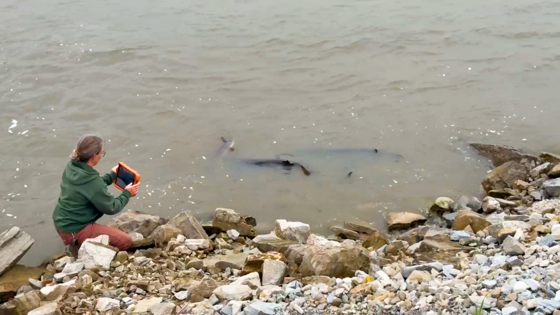 Lake Sturgeon Spawn