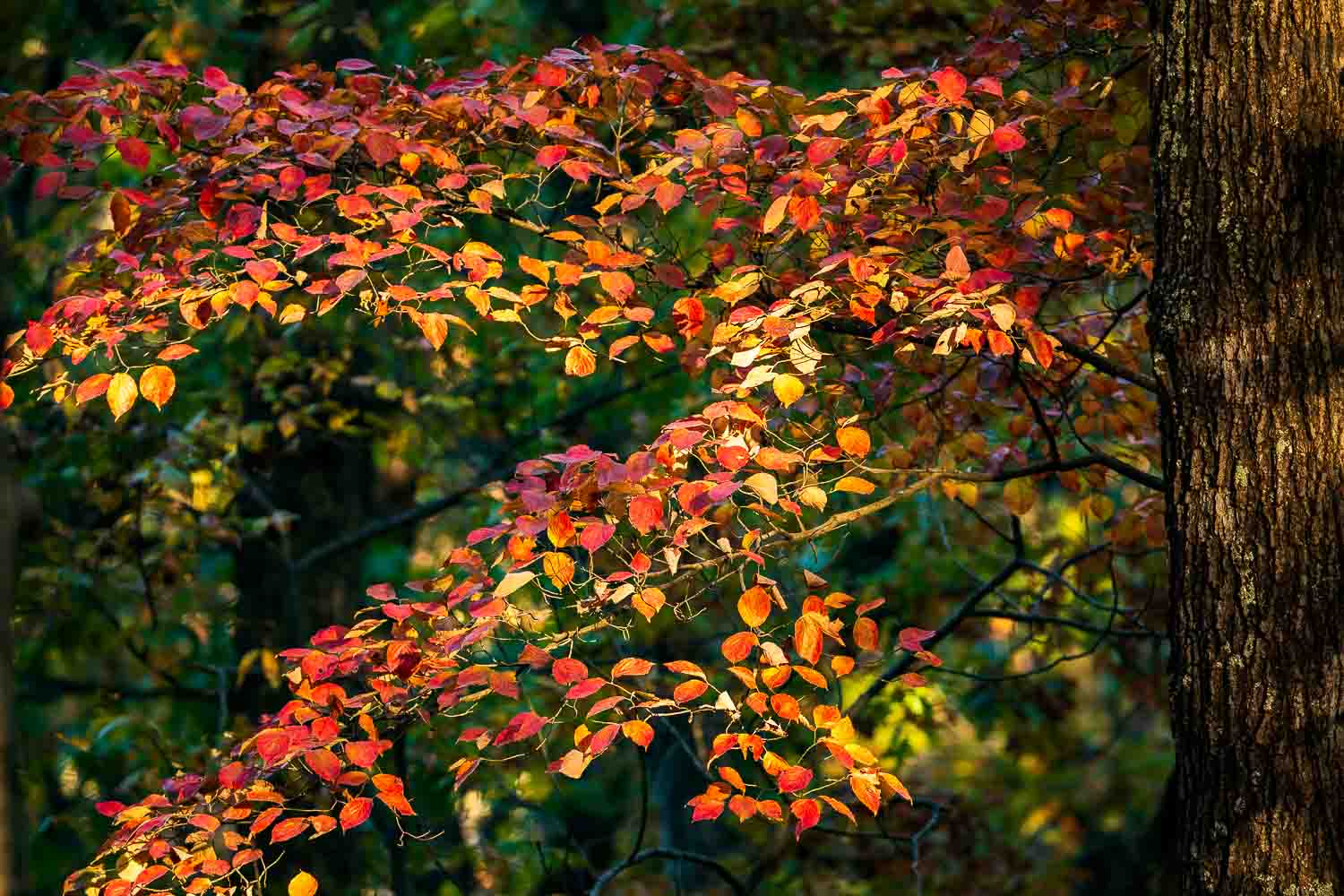 Autumn dogwood leaves