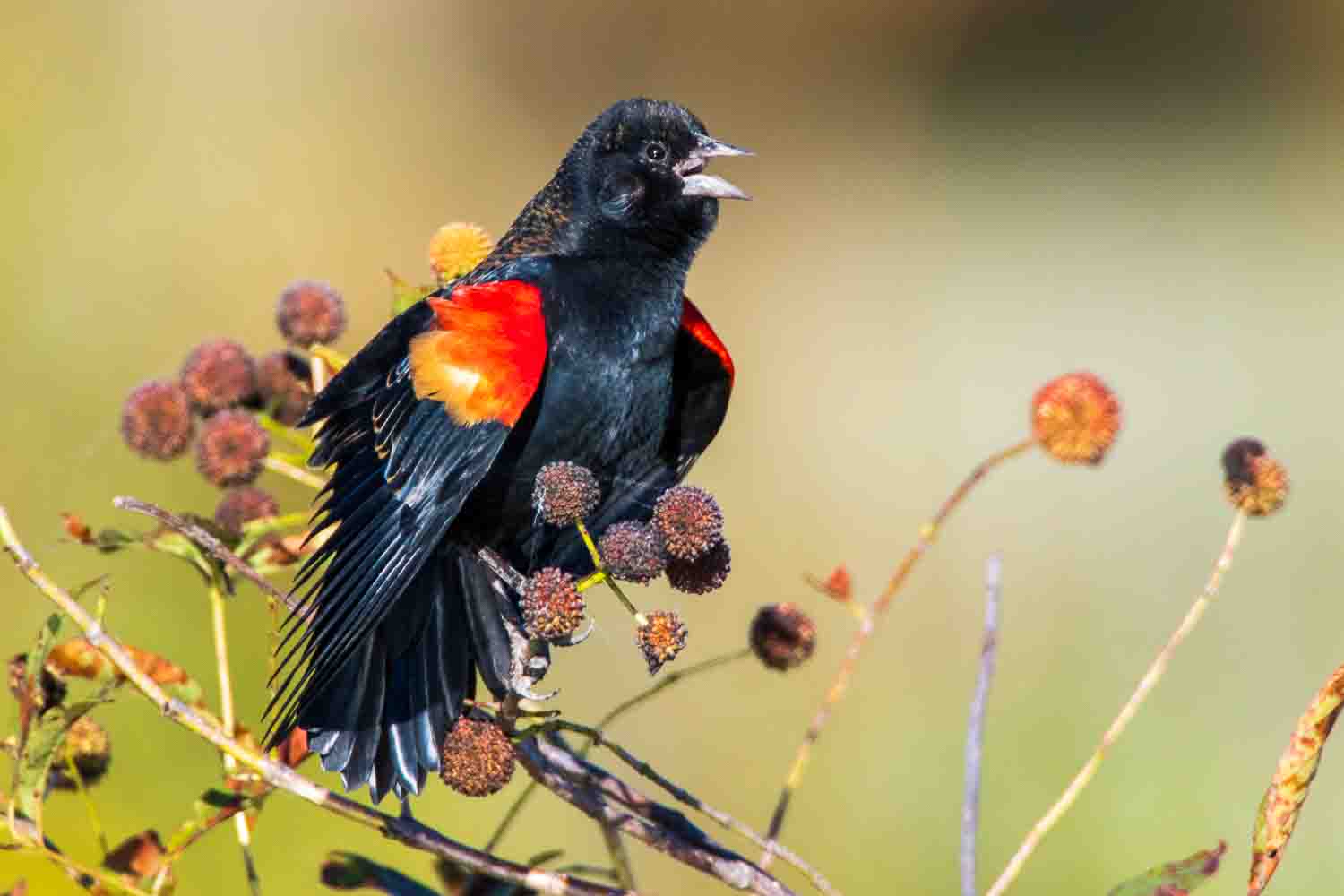 Red-winged blackbird