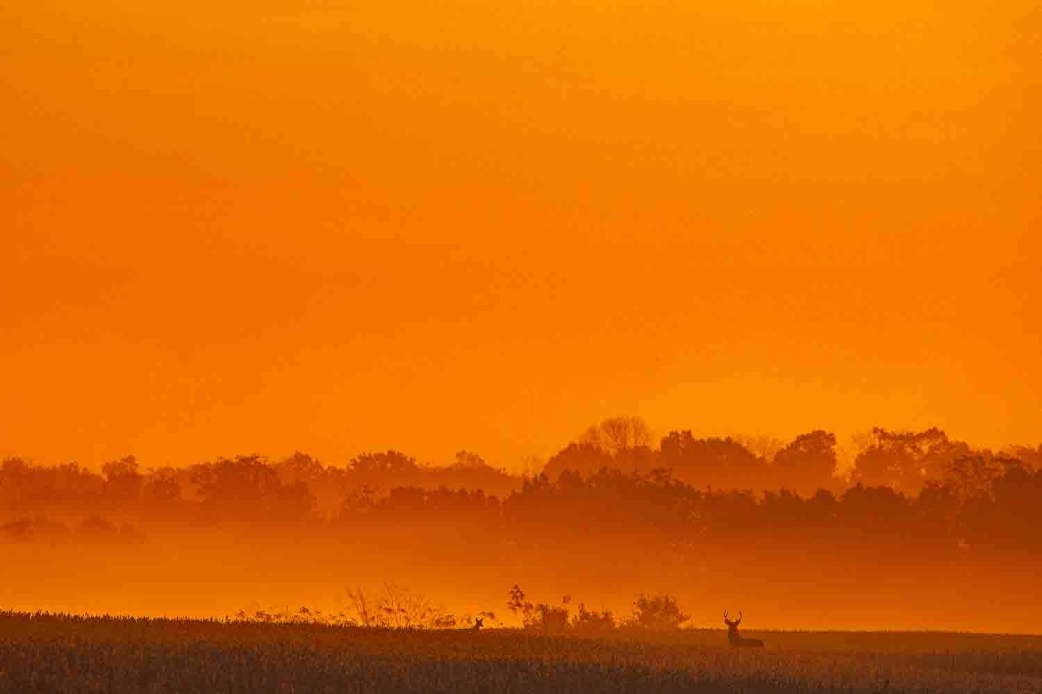 White-tailed deer