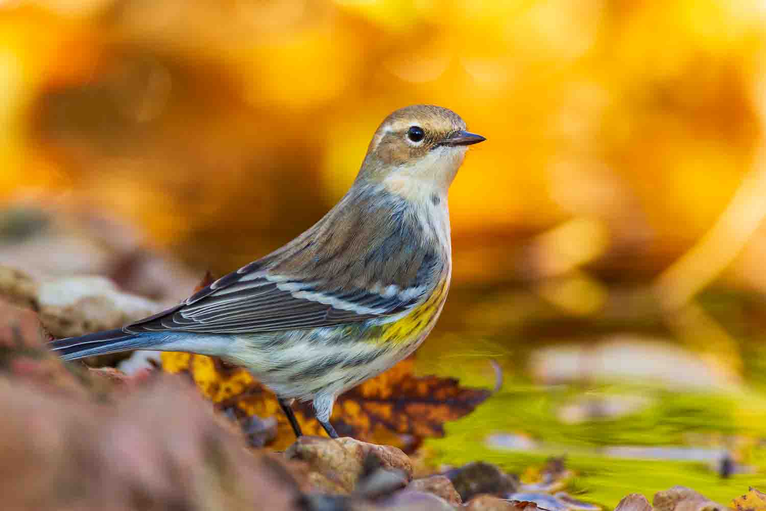 Yellow-rumped warbler