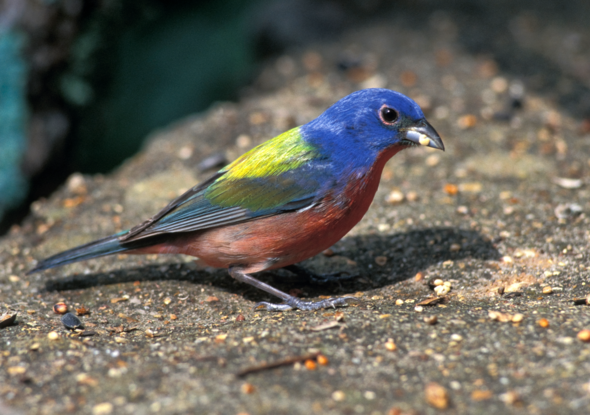 painted bunting