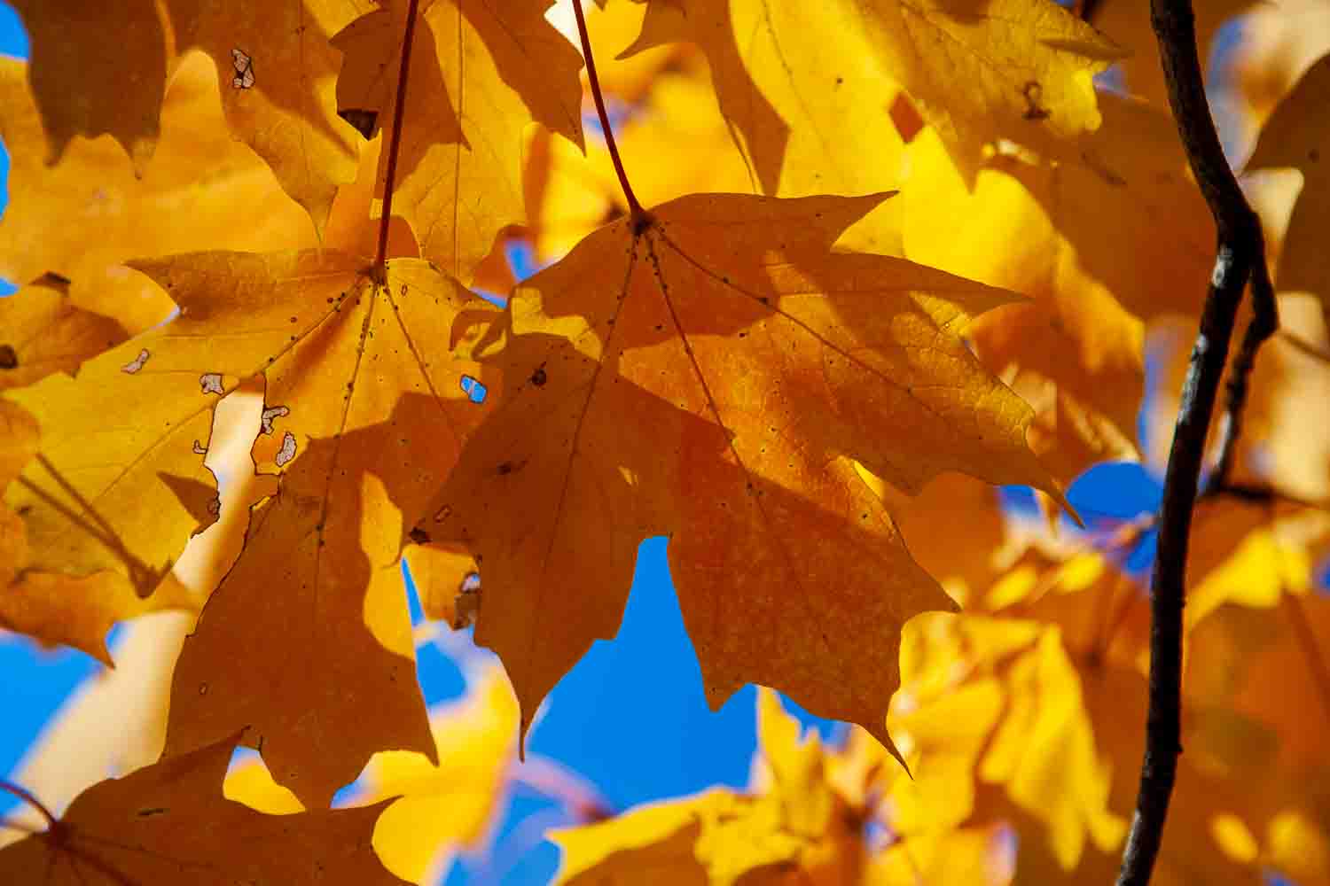 Yellow maple leaves