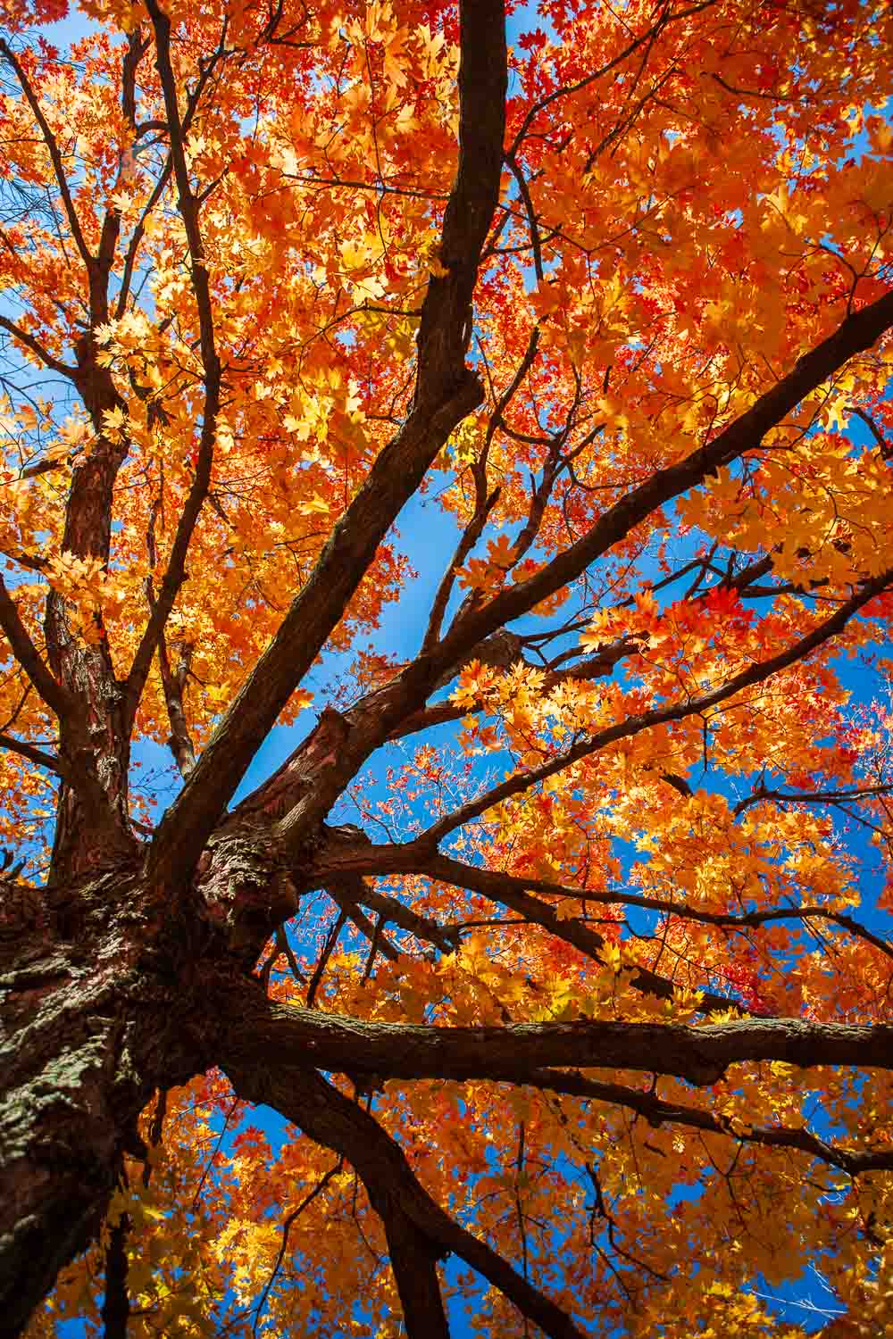 Maple tree