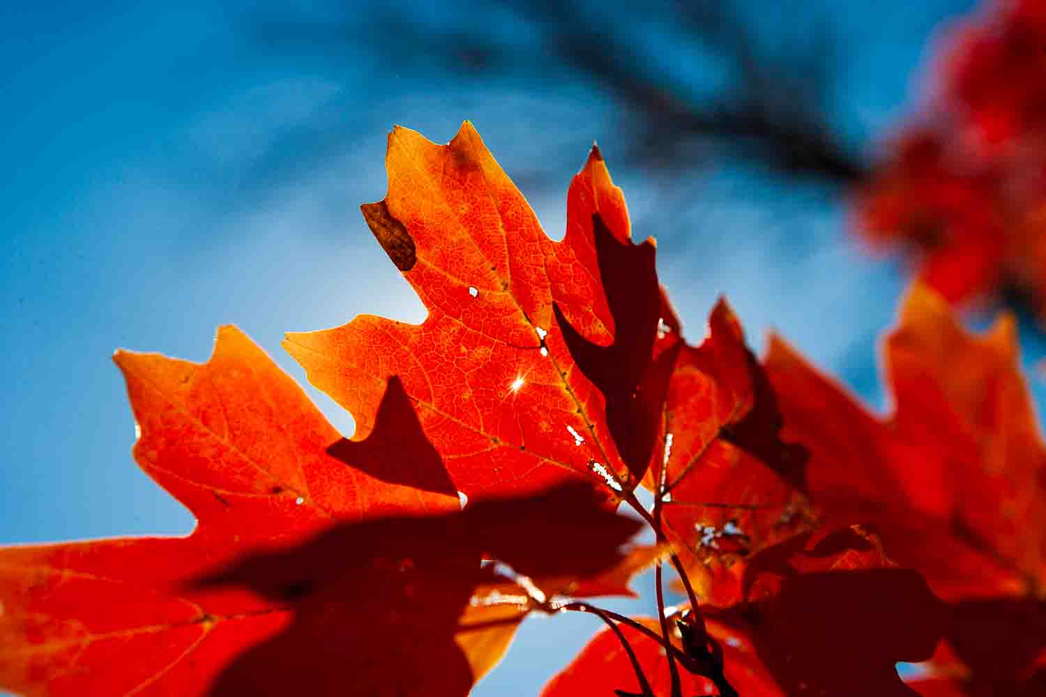Red maple leaves